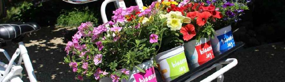 Benodigdheden prioriteit optie Groothandel in bloemen, planten en decoratie | Bloemenrijk